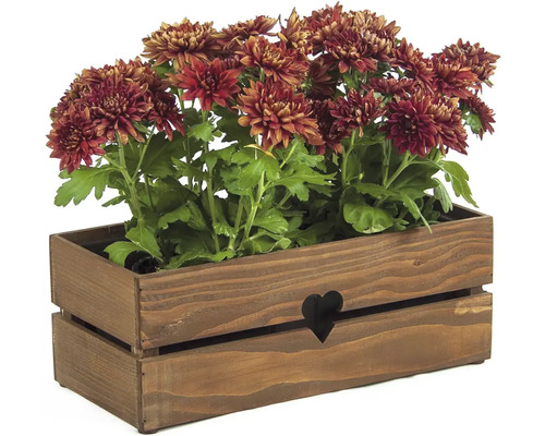 Chryzantémy v dřevěné bedně se srdíčkovým vzorem