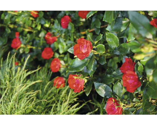 Detailní záběr červených růží s zelenými listy na zahradě.