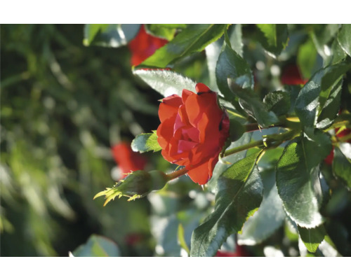 Detail červené růže na zahradě.