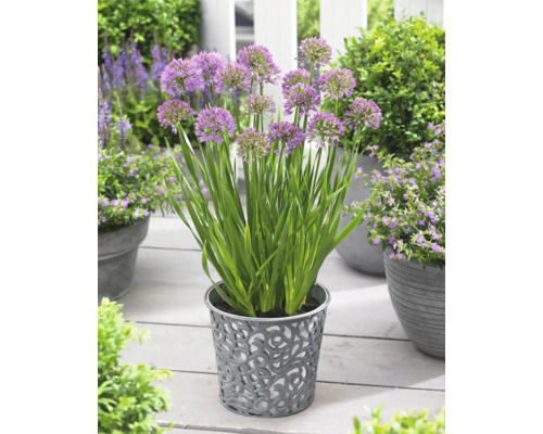 Květiny pórku v dekorativním květináči na terase