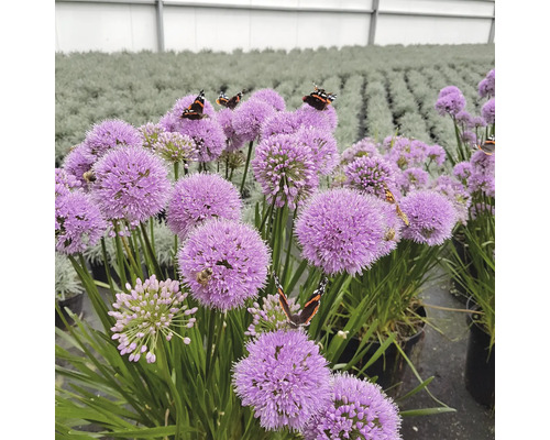 Okrasný česnek s motýly a včelami