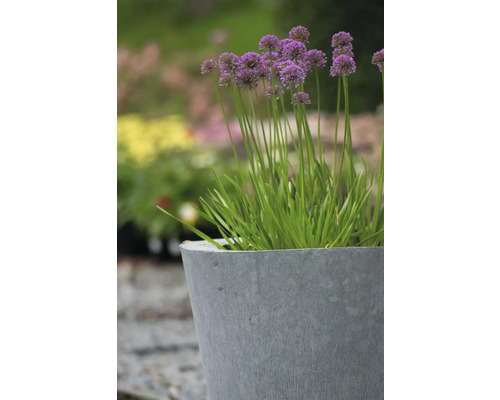 Kvetoucí okrasný česnek v květináči