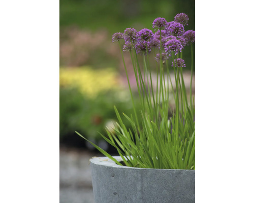 Okrasný česnek v šedé nádobě na rostliny