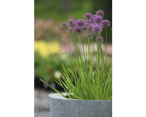 Okrasný česnek v květináči