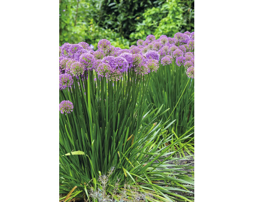 Kvetoucí okrasné česneky na zahradě.