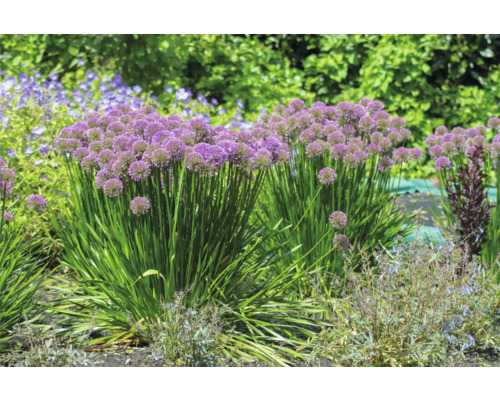 Květinový záhon s okrasnými rostlinami česneku