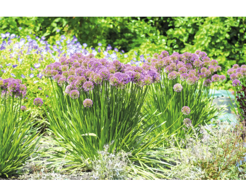 Kvetoucí okrasné česneky v zahradním záhoně