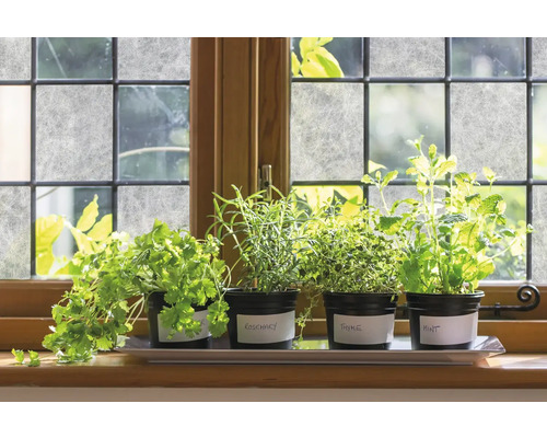 Bylinková zahrada s koriandrem, rozmarýnem, tymiánem a mátou na okenním parapetu