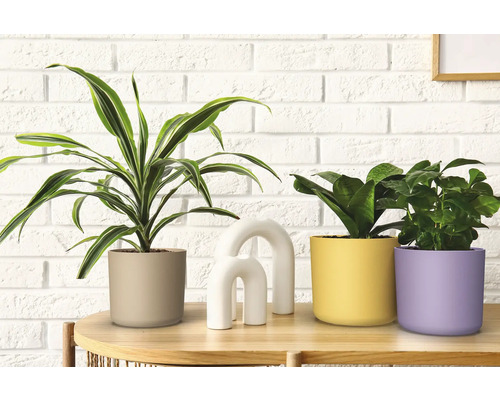 Dekorativní pokojové rostliny v květináčích na stole před cihlovou zdí.