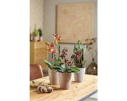 Dekorativní aranžmá s orchidejemi a kaktusem v květináčích na stole