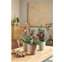 Tři pokojové rostliny v květináčích na dřevěném stole.