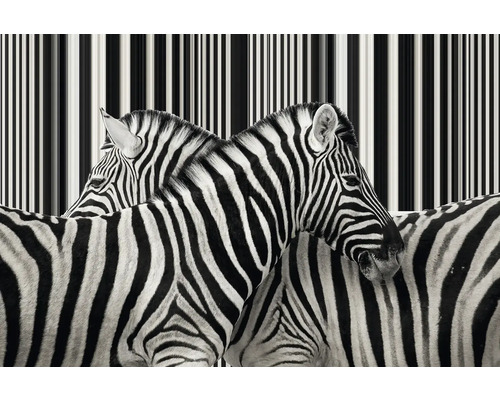 Detailní záběr zeber s proužkovaným vzorem v pozadí