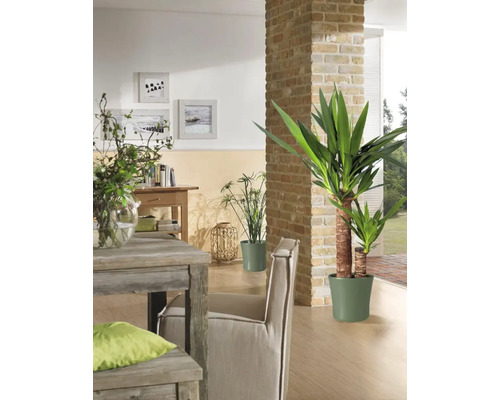 Obývací pokoj s jídelním stolem, židlí, pokojovými rostlinami a dekorativními prvky pro útulné prostředí.