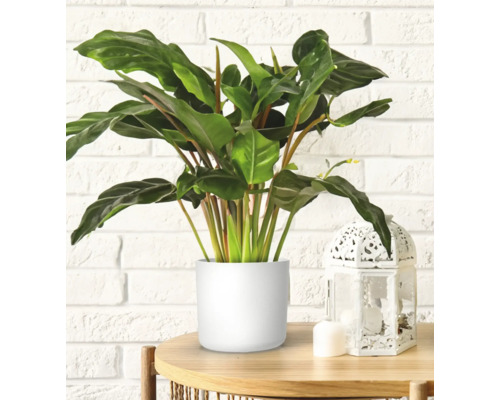 Rostlina se zelenými listy v bílém květináči na dřevěném stole