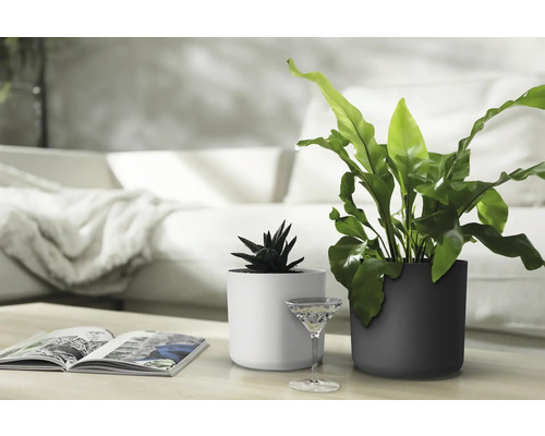 Pokojové rostliny v bílých a antracitových květináčích na stole