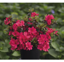 Azalka s červenými květy v květináči