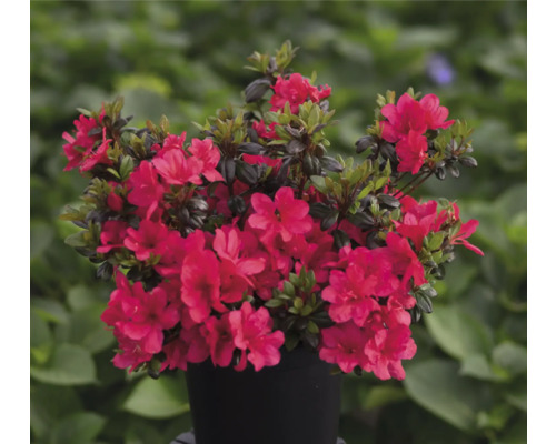 Azalka s červenými květy v květináči