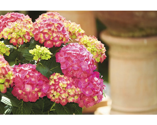 Detailní záběr hortenzie s růžovými květy