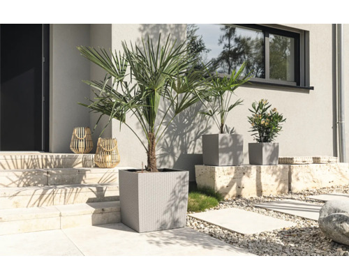 Venkovní snímek s palmami v květináčích a ozdobnými lucernami před domem