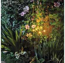 Osvětlená zahrada s květinami a rostlinami v noci