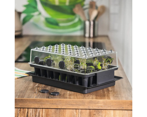 Sadbovací box s průhledným víkem a mladými rostlinami