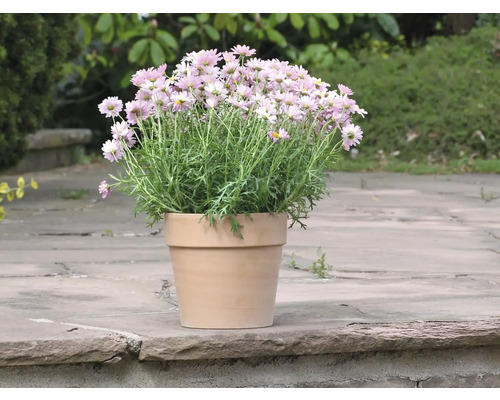 Sedmikrásky v terakotovém květináči na zahradě.