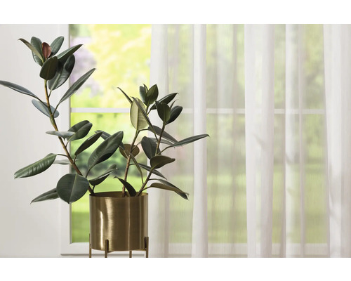 Pokojová rostlina v zlatém květináči před oknem se závěsy