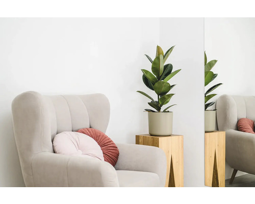 Křeslo s polštáři a fíkus v květináči na dřevěné stoličce