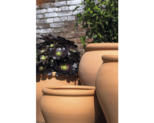 Různé terakotové květináče s rostlinami před cihlovou zdí