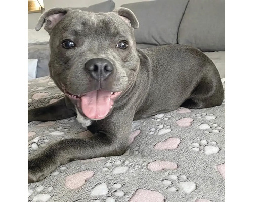 Pes leží na dece pro psy se vzorem tlapek