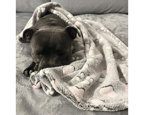 Pes leží na posteli pod dekou se vzorem otisků tlapek.