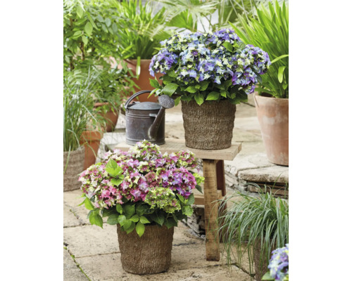 Scéna s hortenziemi v květináčích a konví na zalévání na zahradě.