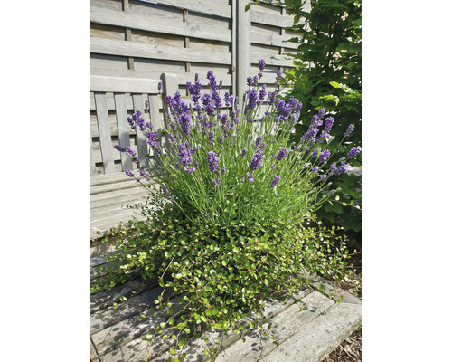 Levandulový keř se zelenou podsadbou na zahradní lavičce