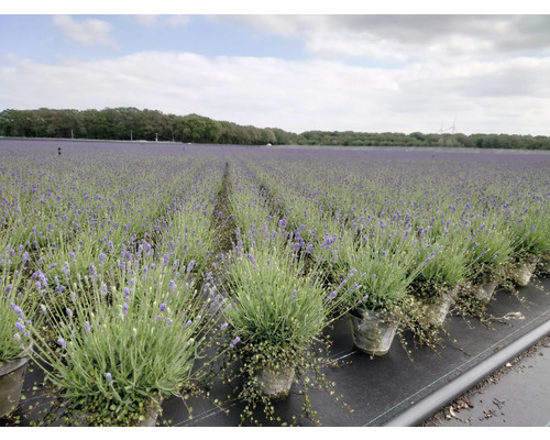 Pole s rostlinami levandule v květináčích, zahradnictví