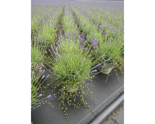 Levandulové pole s rostlinami levandule v květináčích na černé plachtě