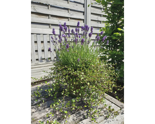 Levandule a jiné rostliny v květináči na dřevěné lavičce