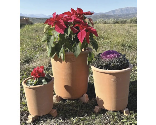 Tři terakotové květináče s různými rostlinami venku