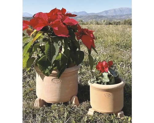Dva terakotové květináče s rostlinami venku