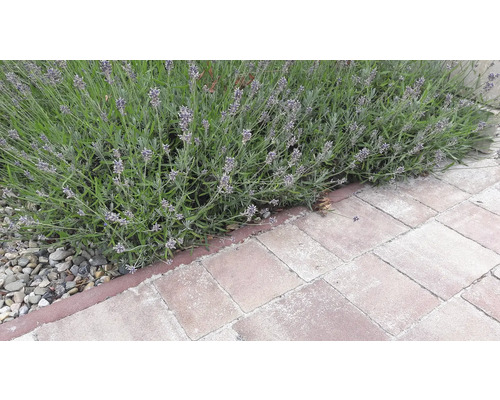 Levandule vedle dlažebních kostek na zahradě