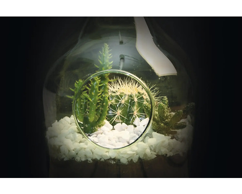 Sukulentní terárium s kaktusy a okrasnými kameny ve skleněné láhvi