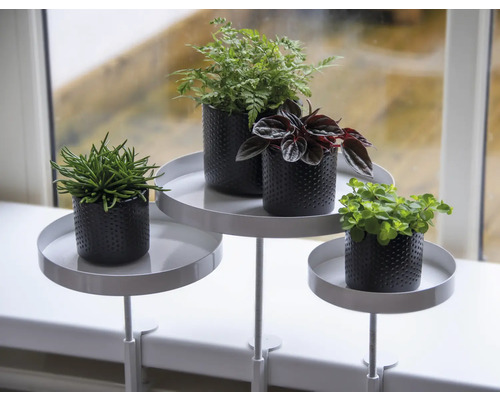 Dekorativní aranžmá rostlin s různými rostlinami v květináčích na polici na parapetu.