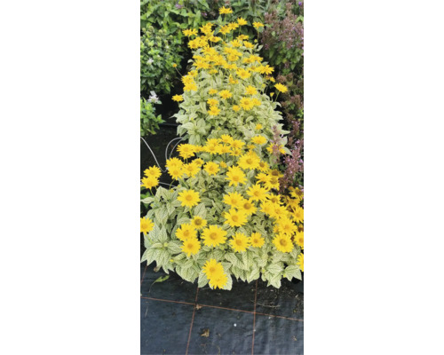 Řada slunečnic se žlutými květy a světlými listy