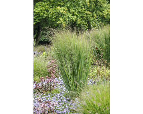 Proso prutnaté XXL FloraSelf Panicum virgatum 'Northwind' květináč 18 l