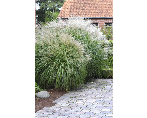 Dvě okrasné rostliny ozdobnice čínské na zahradě.