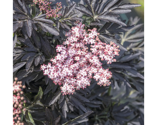 Keř černého bezu s tmavými listy a květy