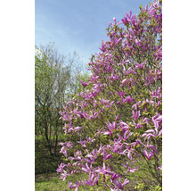 Strom magnolie s fialovými květy na zahradě