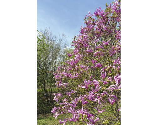 Strom magnolie s fialovými květy na zahradě