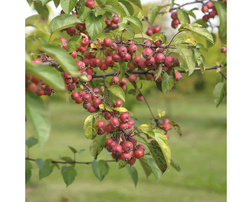 Větev okrasné jabloně s plody a listy