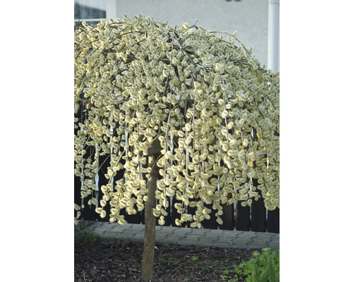 Vrba jíva jako kulovitý strom v zahradě.