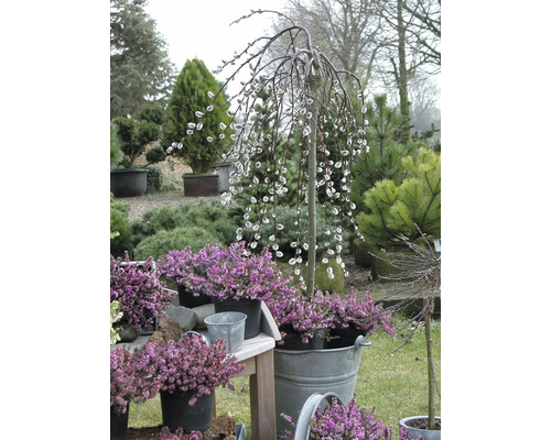 Scéna se stromem kočiček a vřesu v květináčích na zahradě.